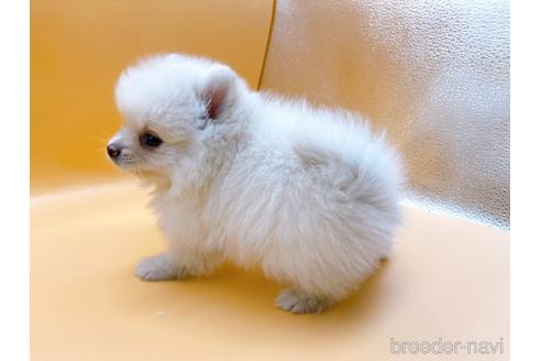 成約済の東京都のポメラニアン-186300の5枚目