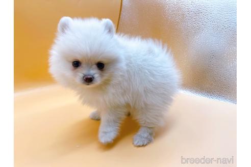 成約済の東京都のポメラニアン-186300の6枚目