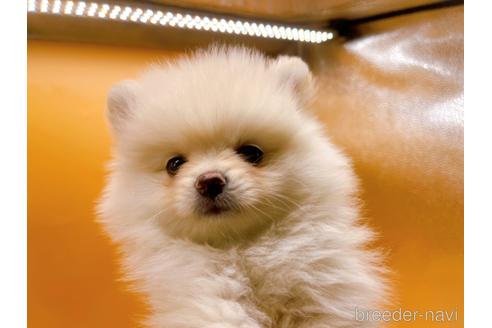 成約済の東京都のポメラニアン-186300の7枚目