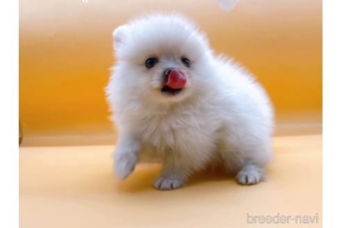 成約済の東京都のポメラニアン-186300の1枚目