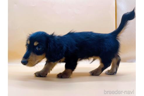 成約済の東京都のミニチュアダックスフンド(ロングヘアード)-186304の4枚目