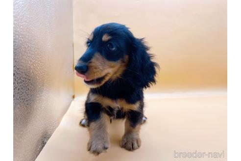 成約済の東京都のミニチュアダックスフンド(ロングヘアード)-186304の5枚目