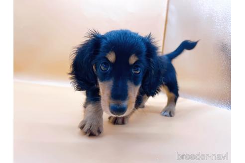 成約済の東京都のミニチュアダックスフンド(ロングヘアード)-186304の6枚目