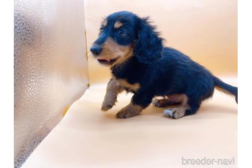 成約済の東京都のミニチュアダックスフンド(ロングヘアード)-186304の7枚目