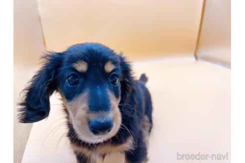 成約済の東京都のミニチュアダックスフンド(ロングヘアード)-186304の8枚目