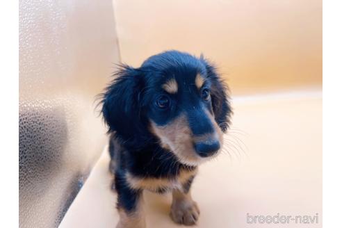 成約済の東京都のミニチュアダックスフンド(ロングヘアード)-186304の2枚目