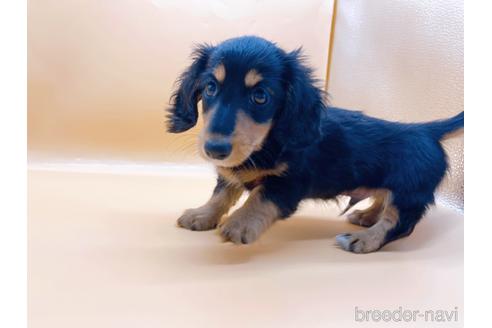 成約済の東京都のミニチュアダックスフンド(ロングヘアード)-186304の3枚目