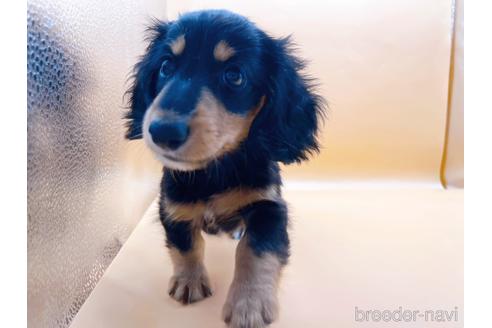 成約済の東京都のミニチュアダックスフンド(ロングヘアード)-186304の1枚目