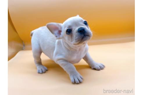 成約済の東京都のフレンチブルドッグ-186303の10枚目