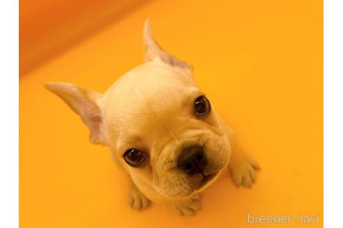 成約済の東京都のフレンチブルドッグ-186303の3枚目