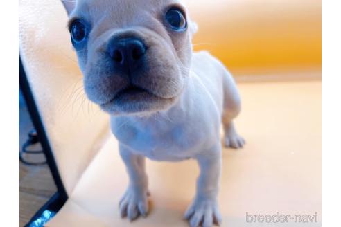 成約済の東京都のフレンチブルドッグ-186303の4枚目