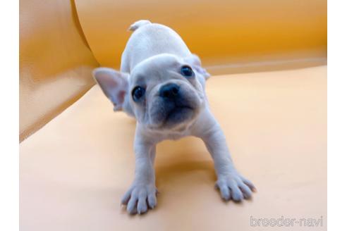 成約済の東京都のフレンチブルドッグ-186303の5枚目