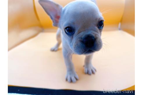 成約済の東京都のフレンチブルドッグ-186303の6枚目