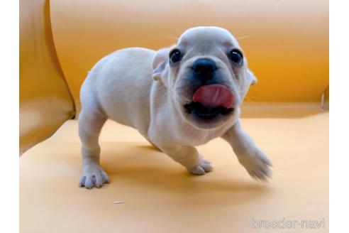 成約済の東京都のフレンチブルドッグ-186303の7枚目