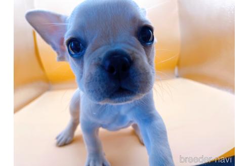 成約済の東京都のフレンチブルドッグ-186303の8枚目