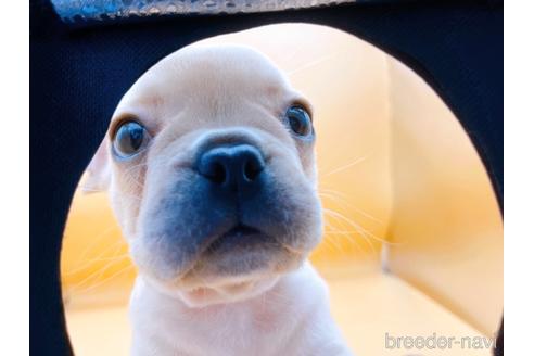 成約済の東京都のフレンチブルドッグ-186303の9枚目