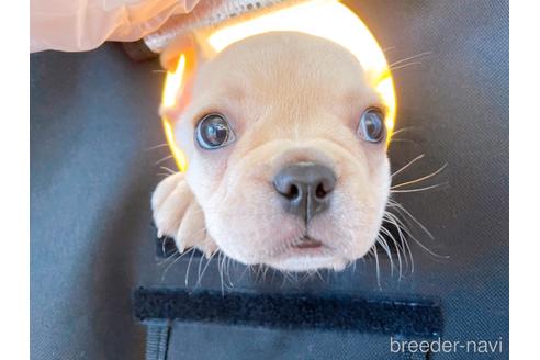 成約済の東京都のフレンチブルドッグ-186303の1枚目