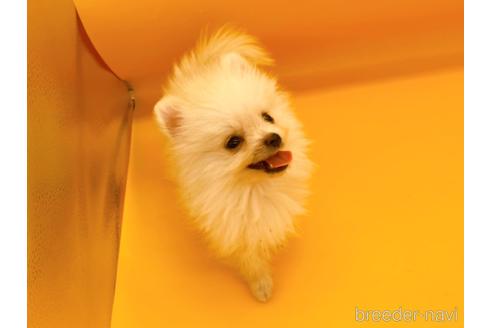 成約済の東京都のポメラニアン-186302の8枚目