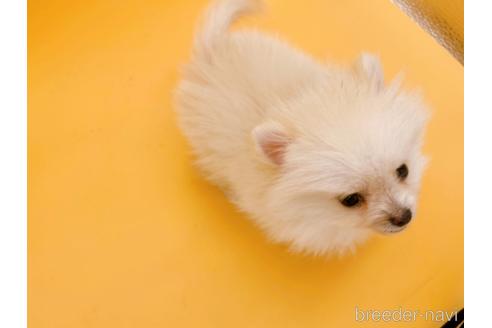 成約済の東京都のポメラニアン-186302の9枚目