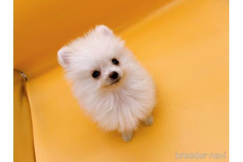 成約済の東京都のポメラニアン-186302の1枚目