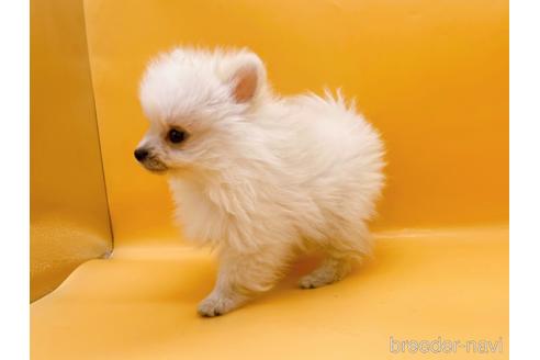 成約済の東京都のポメラニアン-186302の10枚目