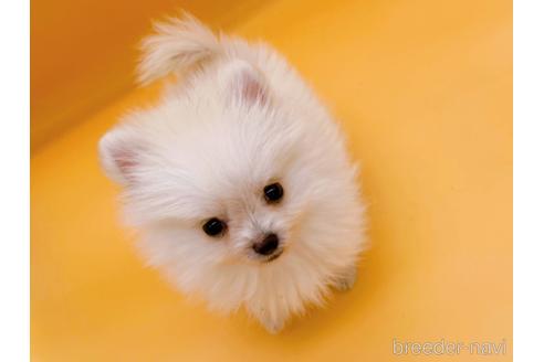 成約済の東京都のポメラニアン-186302の2枚目