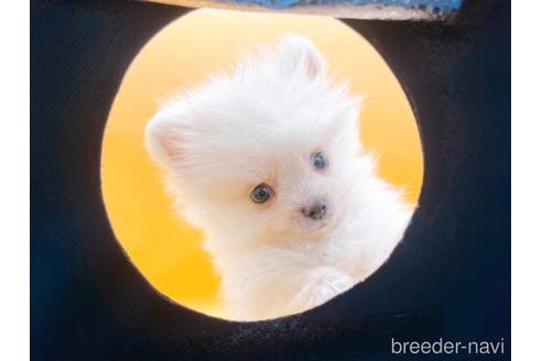 成約済の東京都のポメラニアン-186302の3枚目