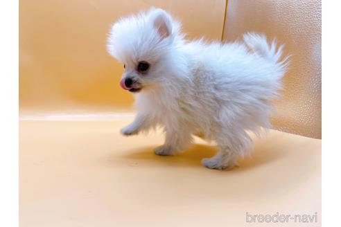 成約済の東京都のポメラニアン-186302の4枚目