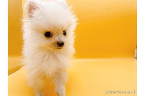 成約済の東京都のポメラニアン-186302の5枚目