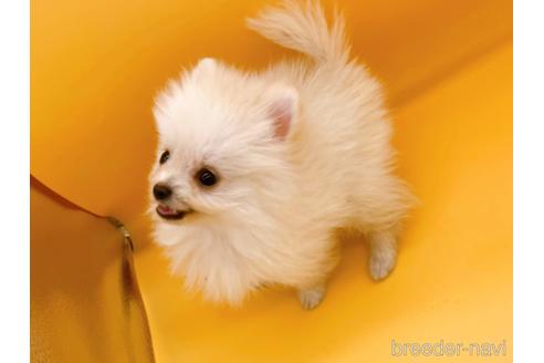 成約済の東京都のポメラニアン-186302の7枚目