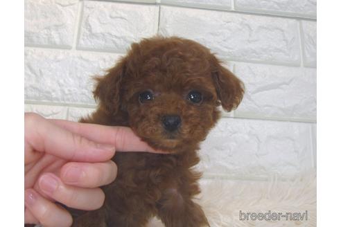 成約済の茨城県のトイプードル-186361の3枚目