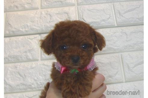 成約済の茨城県のトイプードル-186361の1枚目