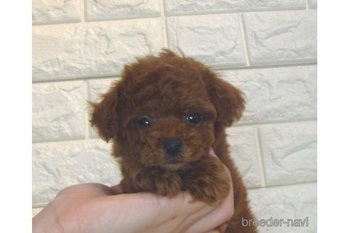 成約済の茨城県のトイプードル-186361の5枚目