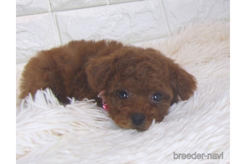 成約済の茨城県のトイプードル-186361の4枚目