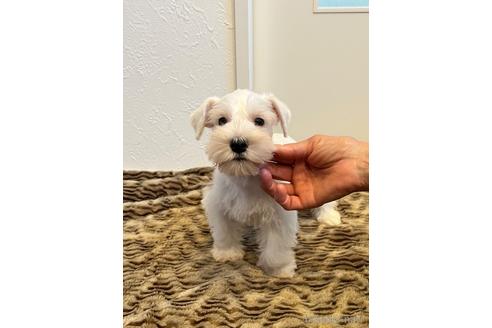 ホワイト 白 のミニチュアシュナウザーの子犬を探す ブリーダーナビ