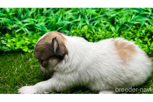 成約済の埼玉県のチワワ(ロングコート)-184150の9枚目