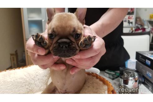 成約済の愛知県のフレンチブルドッグ-184159の1枚目