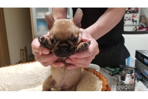 成約済の愛知県のフレンチブルドッグ-184159の3枚目