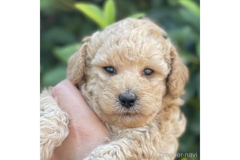 福岡県のトイプードル 男の子 22 05 19生まれ クリーム 子犬id ブリーダーナビ 福岡県のトイプードル 男の子 22 05 19生まれ クリーム 子犬id ブリーダーナビ