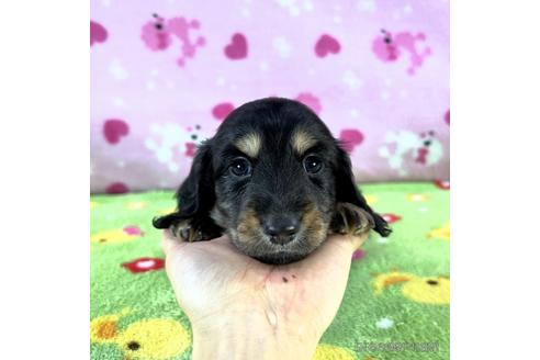 成約済の兵庫県のカニンヘンダックスフンド(ロングヘアード)-186474の2枚目