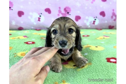 成約済の兵庫県のカニンヘンダックスフンド(ロングヘアード)-186492の3枚目