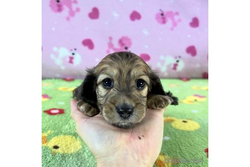 成約済の兵庫県のカニンヘンダックスフンド(ロングヘアード)-186492の1枚目