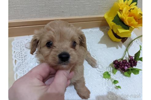 成約済の広島県のチワプー:チワワ×トイプードル-186529の34枚目