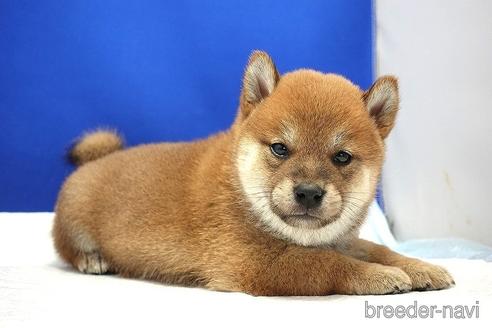 成約済の愛知県の柴犬-185131の1枚目