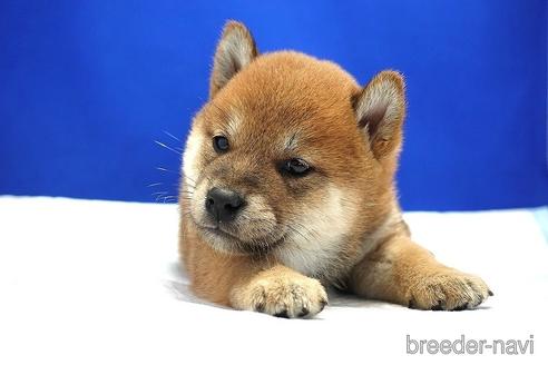 成約済の愛知県の柴犬-185131の5枚目