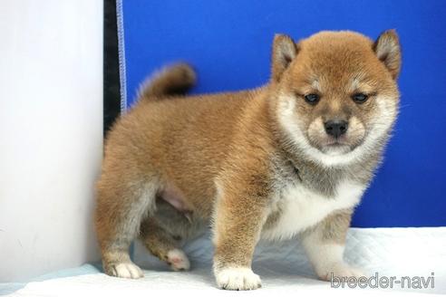 成約済の愛知県の柴犬-185134の13枚目