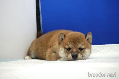成約済の愛知県の柴犬-185134の12枚目