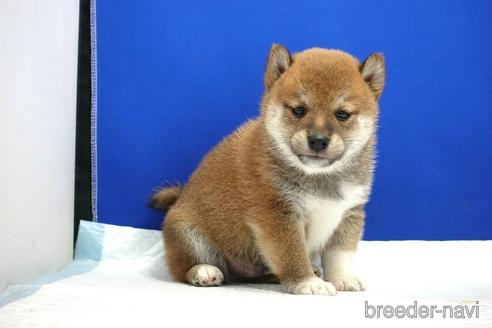 成約済の愛知県の柴犬-185134の11枚目