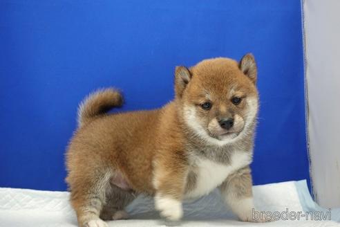 成約済の愛知県の柴犬-185134の3枚目