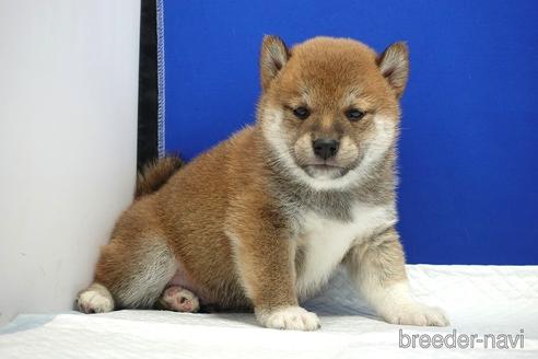 成約済の愛知県の柴犬-185134の10枚目